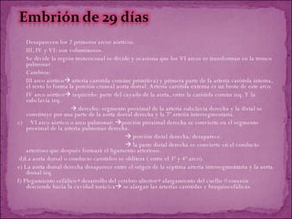 Desaparecen los 2 primeros arcos aórticos. III, IV y VI: son voluminosos. Se divide la región troncoconal se divide y ocasiona que los VI arcos se transforman en la tronco pulmonar. Cambios: III arco aórtico   arteria carótida común( primitiva) y primera parte de la arteria carótida interna, el resto lo forma la porción craneal aorta dorsal. Arteria carótida externa es un brote de este arco.  IV arco aórtico   izquierdo: parte del cayado de la aorta, entre la carótida común izq. Y la subclavia izq.    derecho: segmento proximal de la arteria subclavia derecha y la distal se constituye por una parte de la aorta dorsal derecha y la 7º arteria intersegmentaria. c)  VI arco aórtico o arco pulmonar:   porción proximal derecha se convierte en el segmento proximal de la arteria pulmonar derecha.    porción distal derecha: desaparece.    la parte distal derecha se convierte en el conducto arterioso que después formará el ligamento arterioso. d)La aorta dorsal o conducto carotídeo se oblitera ( entre el 3º y 4º arco). e) La aorta dorsal derecha desaparece entre el origen de la séptima arteria intersegmentaria y la aorta dorsal izq. f) Plegamiento cefálico+ desarrollo del cerebro ulterior+ alargamiento del cuello = corazón desciende hacia la cavidad torácica   se alargan las arterias carótidas y braquiocefálicas. 