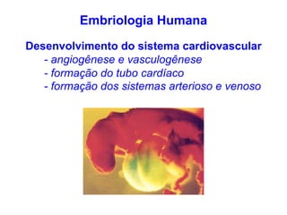 Embriologia Humana
Desenvolvimento do sistema cardiovascular
- angiogênese e vasculogênese
- formação do tubo cardíaco
- formação dos sistemas arterioso e venoso
 