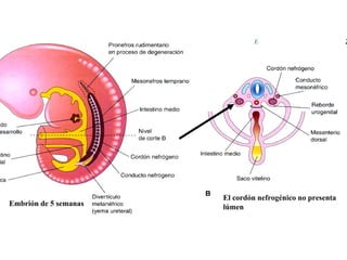 Desarrollo embriológico normal. El recto y el aparato urogenital