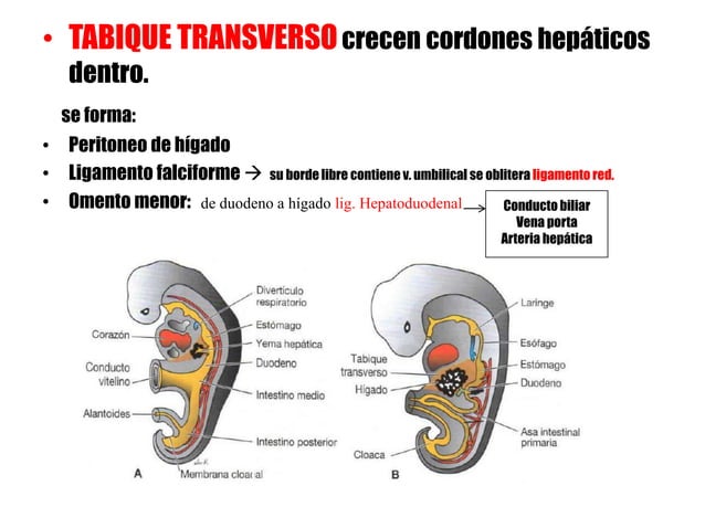 Embriologia De Langman 12 Edicion Slideshare www.slideshare.net