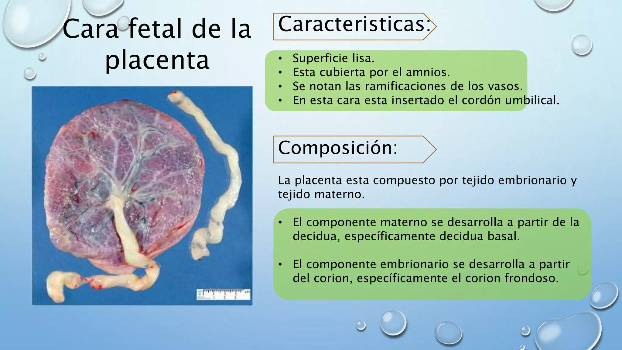 Embrio placenta | PPTX