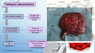 Tabiques placentarios
¿De dónde surgen?
¿Hacia dónde
se proyectan?
¿Cuál es
su
función?
Surgen de
la decidua
basal
Hacia el
interior de la
placenta
Dividir la placenta
en porciones
convexas
(COTILEDONES*)
*Cada cotiledón contiene de dos a tres vellosidades
 