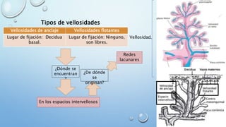 Vellosidad
Vellosidades de anclaje Vellosidades flotantes
Lugar de fijación: Decidua
basal.
Lugar de fijación: Ninguno,
son libres.
Tipos de vellosidades
¿Dónde se
encuentran
?
En los espacios intervellosos
¿De dónde
se
originan?
Redes
lacunares
 