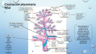 Circulación placentaria
fetal
1. Sangre desoxigenanda
sale de estas dos
arterias umbilicales
2. A este nivel
se ramifican
en arterias
coriónicas
Unión de
cordón
umbilical y
placenta
En la placa
coriónica
3. Penetran
en la
vellosidades
coriónicas
4. Se ramifican
en una red
capilar
arteoriovenosa
A este nivel la
sangre fetal
está muy cerca
de la sangre
materna
Plexo capilar
de las
vellosidades
5. Lugar donde se da
el intercambio entre
la sangre feta y la
materna
6. Unas vez hecho
el intercambio en el
plexo
7. Capilares
venosos
confluyen
formando
venas
coriónicas
8. Venas coriónicas
se dirigen al cordón
umbilical
9.
Forman
UNA
vena
umbilical
que
regresa
la sangre
ricament
e
oxigenad
Normalmente la
sangre fetal y
materna no se
mezclan pero en
ocasiones pueden
pasar pequeñas
cantidades por
medio de pequeñas
perforaciones en la
membrana
placentaria
 