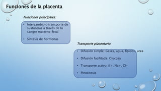 Funciones de la placenta
Funciones principales:
• Intercambio o transporte de
sustancias a través de la
sangre materno-fetal
• Síntesis de hormonas
Transporte placentario
• Difusión simple: Gases, agua, lípidos, urea
• Difusión facilitada: Glucosa
• Transporte activo: K+, Na+, Cl-
• Pinocitosis
 