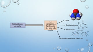 Productos de
desecho
Se
transportan
facilmente
del feto a la
madre
Urea
Ácido úrico
Bilirrubina
Otros productos de desecho
 
