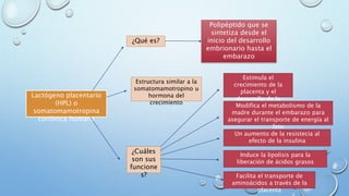 Lactógeno placentario
(HPL) o
somatomamotropina
coriónica humana
¿Qué es?
¿Cuáles
son sus
funcione
s?
Polipéptido que se
sintetiza desde el
inicio del desarrollo
embrionario hasta el
embarazo
Estructura similar a la
somatomamotropino u
hormona del
crecimiento
Estimula el
crecimiento de la
placenta y el
desarrollo de la
mamariaModifica el metabolismo de la
madre durante el embarazo para
asegurar el transporte de energía al
feto
Un aumento de la resistecia al
efecto de la insulina
Induce la lipolisis para la
liberación de ácidos grasos
Facilita el transporte de
aminoácidos a través de la
placenta
 