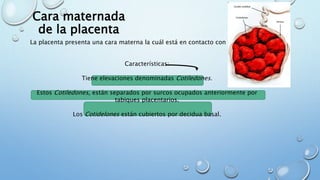 Cara maternada
de la placenta
La placenta presenta una cara materna la cuál está en contacto con el útero.
Características:
Tiene elevaciones denominadas Cotiledones.
Estos Cotiledones, están separados por surcos ocupados anteriormente por
tabiques placentarios.
Los Cotidelones están cubiertos por decidua basal.
 
