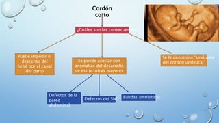 Cordón
corto
¿Cuáles son las consecuencias?
Puede impedir el
descenso del
bebé por el canal
del parto
Se puede asociar con
anomalías del desarrollo
de estructutras mayores
Defectos de la
pared
abdominal
Defectos del SNC Bandas amnioticas
Se le denomina “sindrome
del cordón umbilical”
 