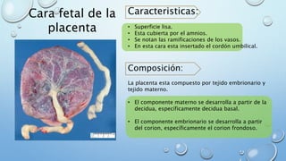 Embrio placenta | PPTX