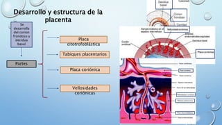 Desarrollo y estructura de la
placenta
Se
desarrolla
del corion
frondoso y
decidua
basal
Partes
Placa
citotrofoblástica
Tabiques placentarios
Placa coriónica
Vellosidades
coriónicas
 