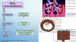 Placa
citotrofloblástica
Formada por
En contacto
con
¿Por
qué se
forma?
Células de
citotrofloblas
to
Decidua
basal
Porque el citotrofloblasto
penetra la capa del
sinciotrofoblasto*
* El sincitiotrofoblasto era el que estaba en contacto con la
membrana basal
 