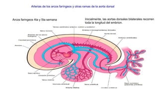 Arterias de los arcos faríngeos y otras ramas de la aorta dorsal
Arcos faringeos 4ta y 5ta semana Inicialmente, las aortas dorsales bilaterales recorren
toda la longitud del embrion.
 