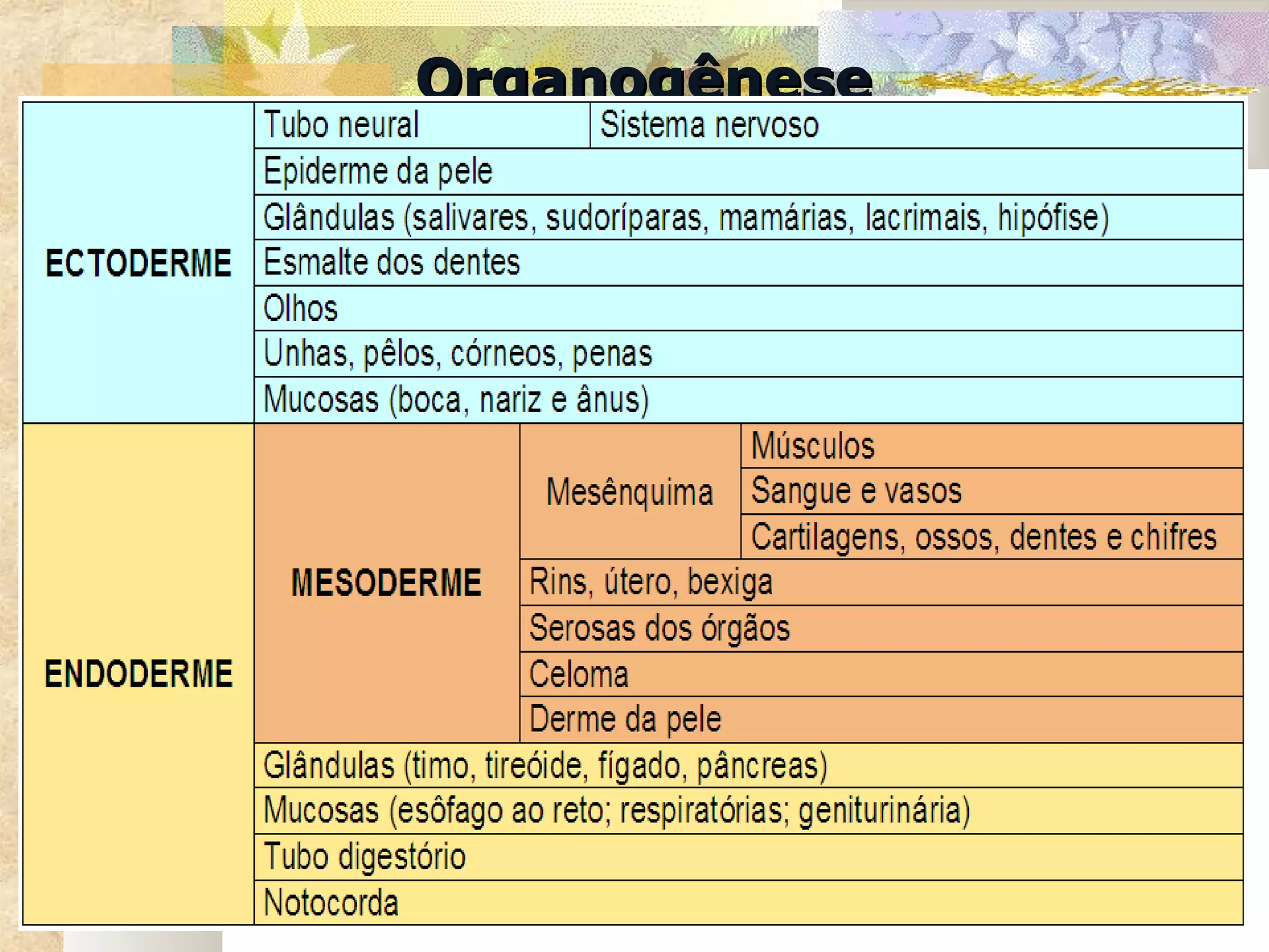 Organogênese
 