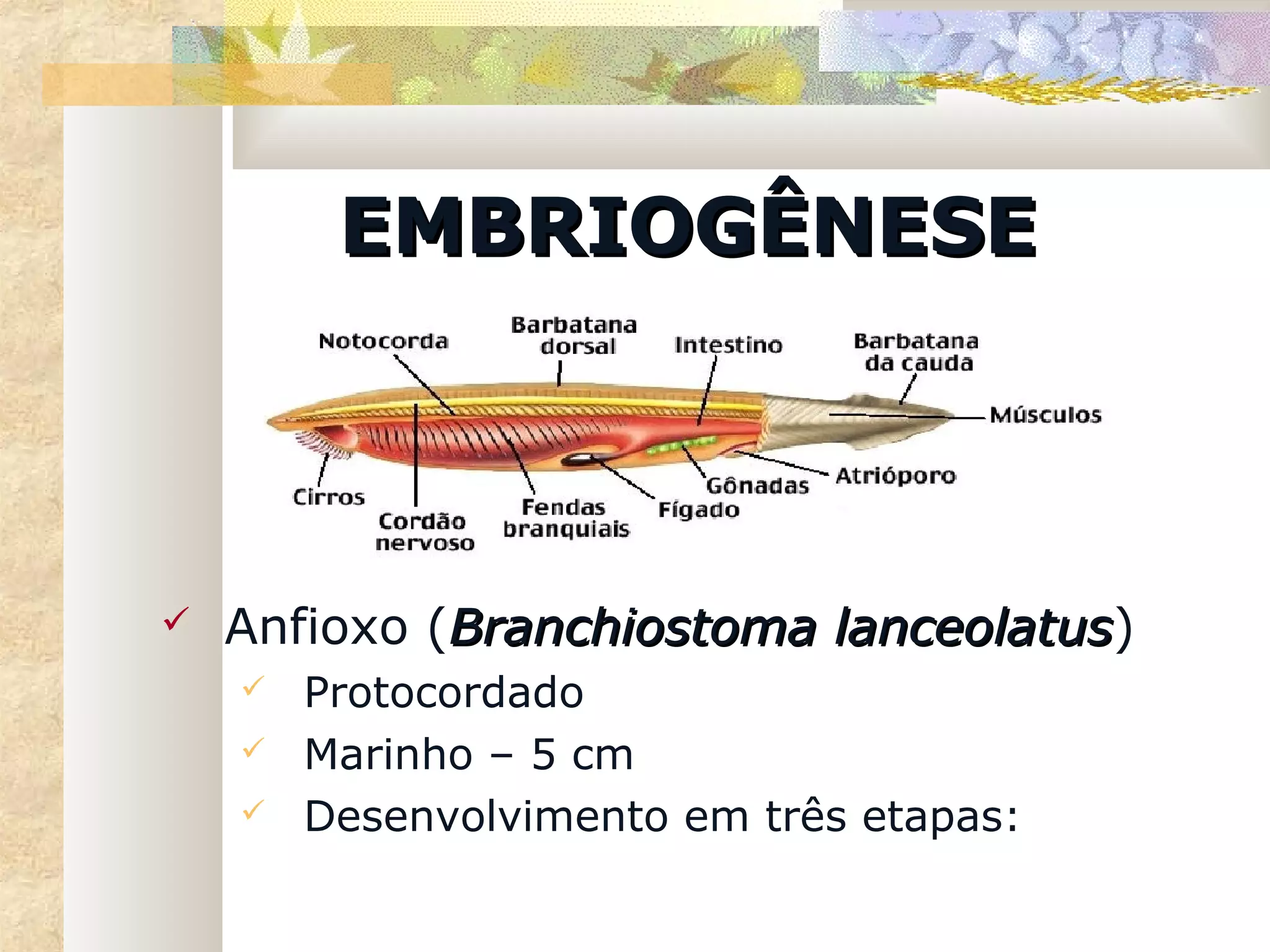 EMBRIOGÊNESE



   Anfioxo (Branchiostoma lanceolatus)
                           lanceolatus
       Protocordado
       Marinho – 5 cm
       Desenvolvimento em três etapas:
 