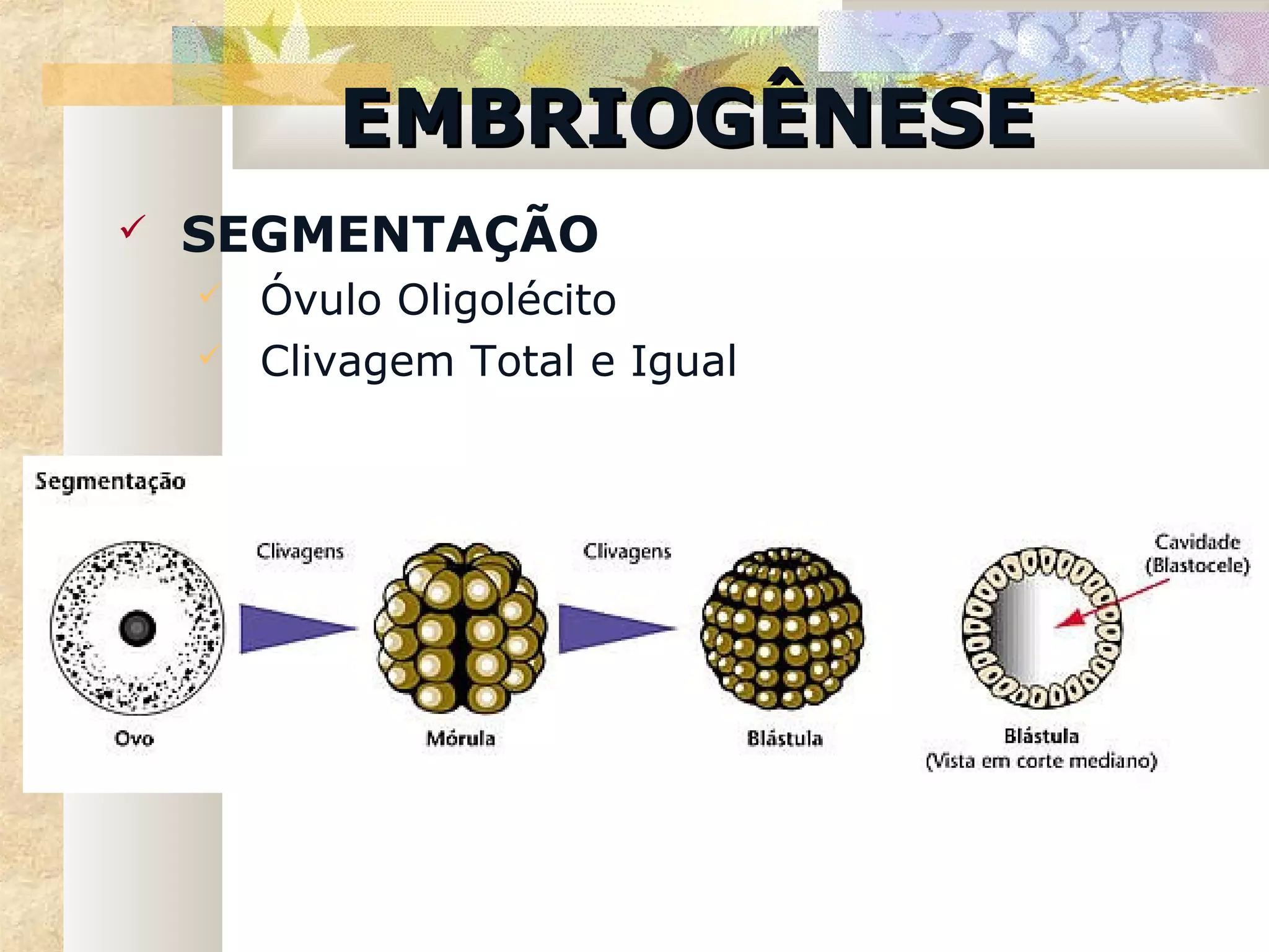 EMBRIOGÊNESE
   SEGMENTAÇÃO
       Óvulo Oligolécito
       Clivagem Total e Igual
 