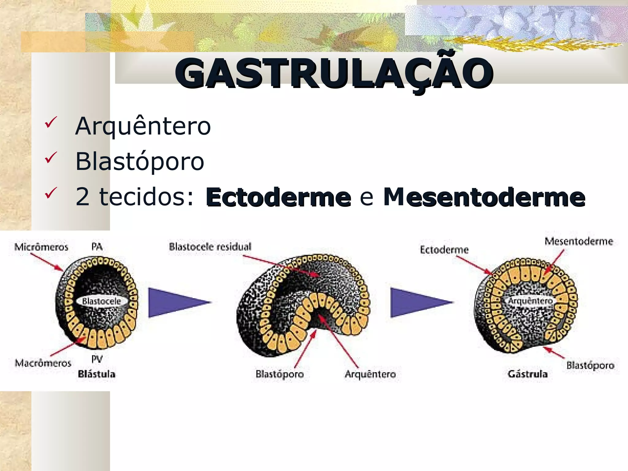 GASTRULAÇÃO
   Arquêntero
   Blastóporo
   2 tecidos: Ectoderme e Mesentoderme
 