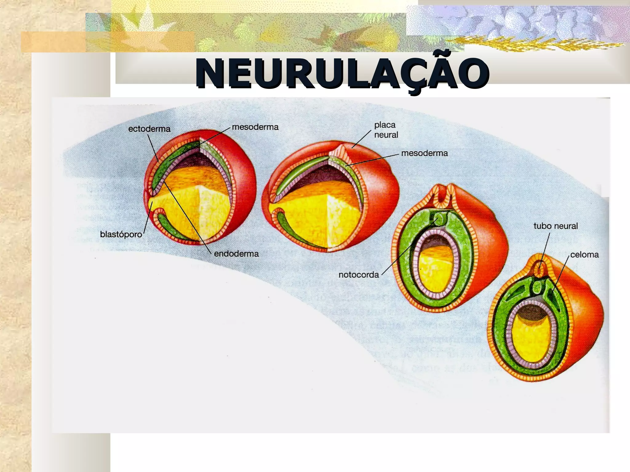 NEURULAÇÃO
 