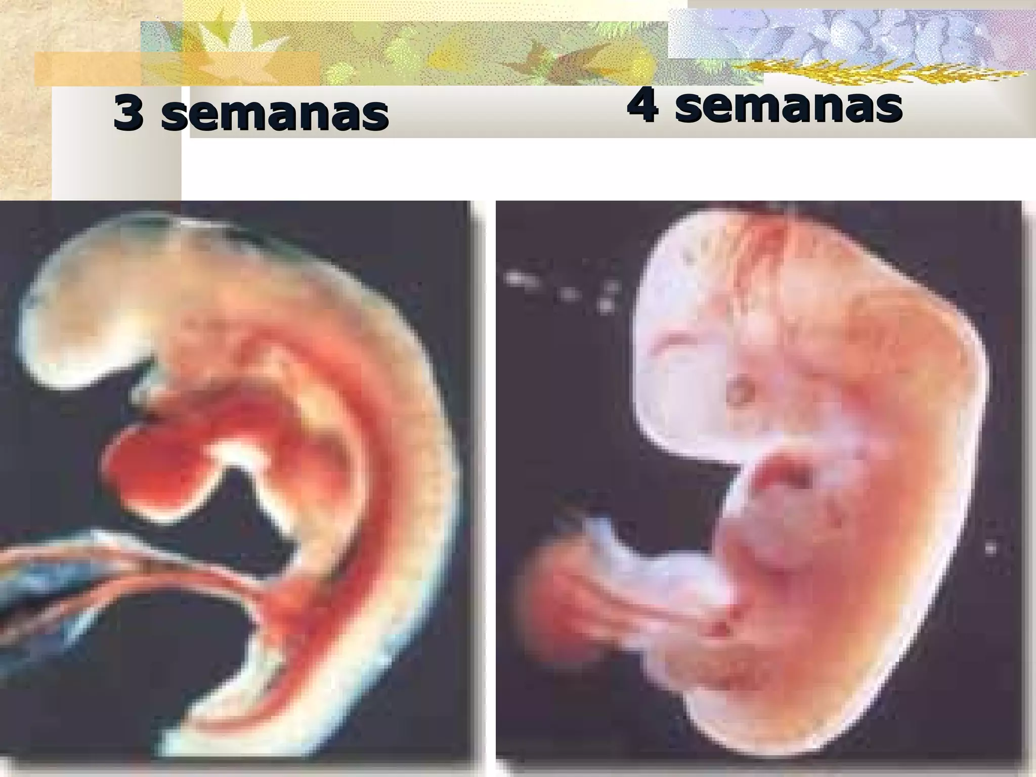 3 semanas   4 semanas
 
