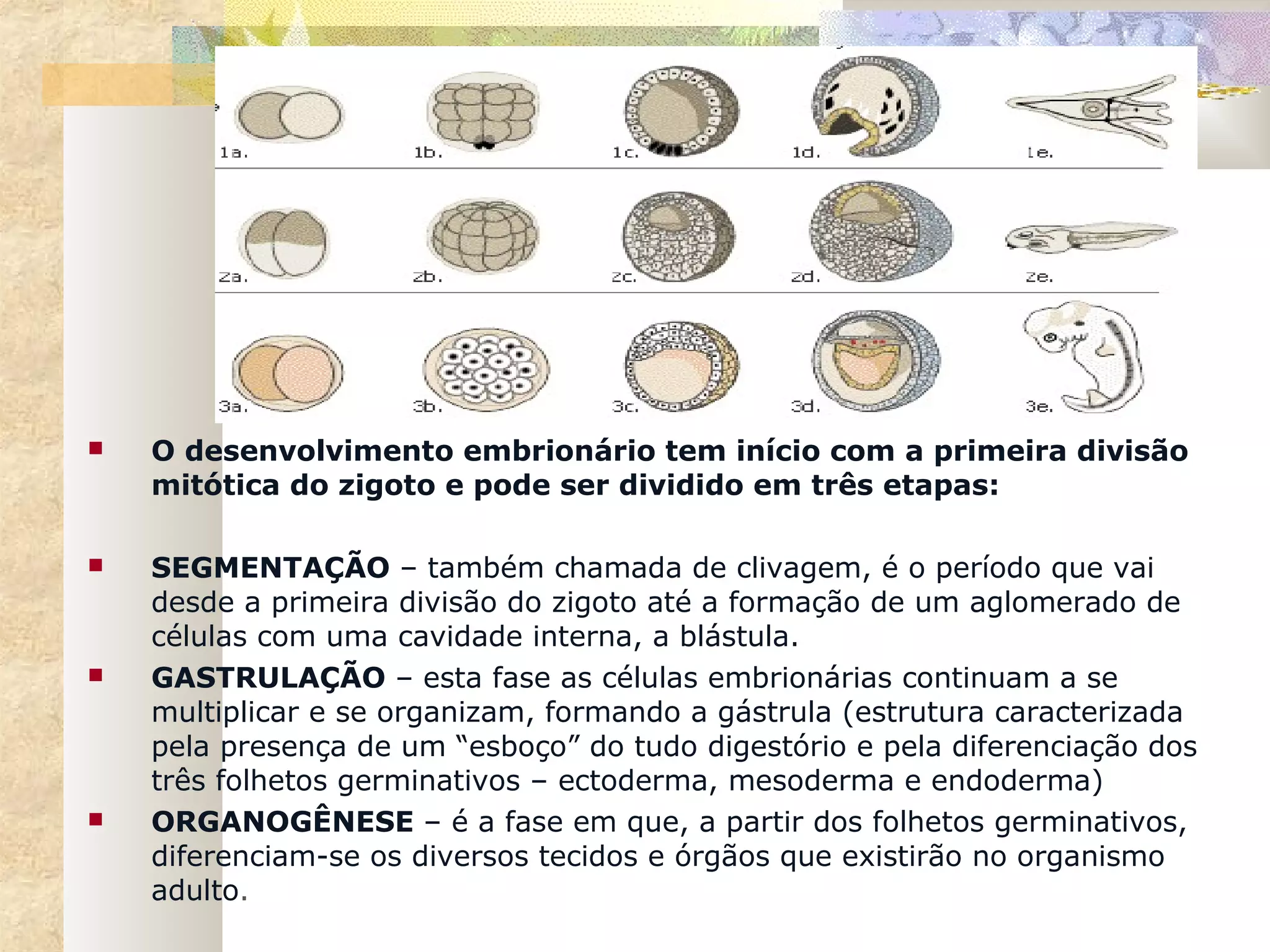    O desenvolvimento embrionário tem início com a primeira divisão
    mitótica do zigoto e pode ser dividido em três etapas:

   SEGMENTAÇÃO – também chamada de clivagem, é o período que vai
    desde a primeira divisão do zigoto até a formação de um aglomerado de
    células com uma cavidade interna, a blástula.
   GASTRULAÇÃO – esta fase as células embrionárias continuam a se
    multiplicar e se organizam, formando a gástrula (estrutura caracterizada
    pela presença de um “esboço” do tudo digestório e pela diferenciação dos
    três folhetos germinativos – ectoderma, mesoderma e endoderma)
   ORGANOGÊNESE – é a fase em que, a partir dos folhetos germinativos,
    diferenciam-se os diversos tecidos e órgãos que existirão no organismo
    adulto.
 