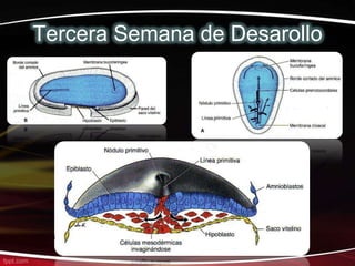 Tercera Semana de Desarollo
 