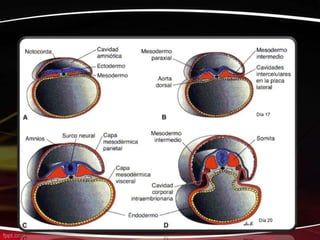Día 17




 Día 20
 