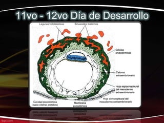 11vo - 12vo Día de Desarrollo
 