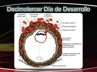 Decimotercer Día de Desarrollo
 