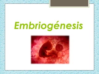 Embriogénesis

 