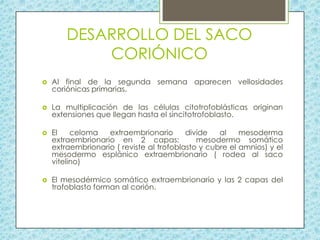 DESARROLLO DEL SACO
CORIÓNICO


Al final de la segunda semana aparecen vellosidades
coriónicas primarias.



La multiplicación de las células citotrofoblásticas originan
extensiones que llegan hasta el sincitotrofoblasto.



El
celoma
extraembrionario
divide
al
mesoderma
extraembrionario en 2 capas:
mesodermo somático
extraembrionario ( reviste al trofoblasto y cubre el amnios) y el
mesodermo esplánico extraembrionario ( rodea al saco
vitelino)



El mesodérmico somático extraembrionario y las 2 capas del
trofoblasto forman al corión.

 