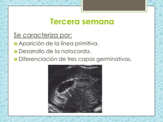 Tercera semana
Se caracteriza por:
 Aparición

de la línea primitiva.
 Desarrollo de la notocorda.
 Diferenciación de tres capas germinativas.

 