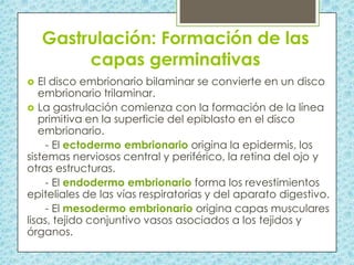Gastrulación: Formación de las
capas germinativas
El disco embrionario bilaminar se convierte en un disco
embrionario trilaminar.
 La gastrulación comienza con la formación de la línea
primitiva en la superficie del epiblasto en el disco
embrionario.
- El ectodermo embrionario origina la epidermis, los
sistemas nerviosos central y periférico, la retina del ojo y
otras estructuras.
- El endodermo embrionario forma los revestimientos
epiteliales de las vías respiratorias y del aparato digestivo.
- El mesodermo embrionario origina capas musculares
lisas, tejido conjuntivo vasos asociados a los tejidos y
órganos.


 