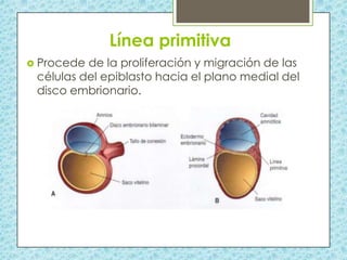 Línea primitiva
 Procede

de la proliferación y migración de las
células del epiblasto hacia el plano medial del
disco embrionario.

 