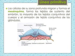  Las

células de su zona profunda migran y formas el
mesénquima, forma los tejidos de sustento del
embrión, la mayoría de los tejidos conjuntivos del
cuerpo y el armazón de tejido conjuntivo de las
glándulas.

 