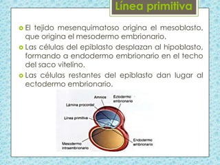  El

tejido mesenquimatoso origina el mesoblasto,
que origina el mesodermo embrionario.
 Las células del epiblasto desplazan al hipoblasto,
formando a endodermo embrionario en el techo
del saco vitelino.
 Las células restantes del epiblasto dan lugar al
ectodermo embrionario.

 