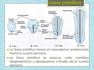  La

línea primitiva forma el mesodermo embrionario
hasta la cuarta semana.
 La línea primitiva se reduce, sufre cambios
degenerativos y desaparece a finales de la cuarta
semana.

 