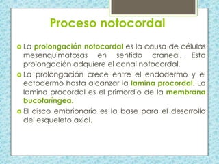 Proceso notocordal
 La

prolongación notocordal es la causa de células
mesenquimatosas en sentido craneal. Esta
prolongación adquiere el canal notocordal.
 La prolongación crece entre el endodermo y el
ectodermo hasta alcanzar la lamina procordal. La
lamina procordal es el primordio de la membrana
bucofaríngea.
 El disco embrionario es la base para el desarrollo
del esqueleto axial.

 