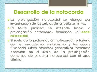 Desarrollo de la notocorda
 La

prolongación notocordal se elonga por
invaginación de las células de la fosita primitiva.
 La
fosita primitiva se extiende hacia la
prolongación notocordal, formando un canal
notocordal.
 El suelo de la prolongación notocordal se fusiona
con el endodermo embrionario y las capas
fusionada sufren procesos generativos formando
aberturas en el suelo de la prolongación,
comunicando el canal notocordal con el saco
vitelino.

 
