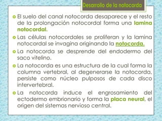  El

suelo del canal notocorda desaparece y el resto
de la prolongación notocordal forma una lamina
notocordal.
 Las células notocordales se proliferan y la lamina
notocordal se invagina originando la notocorda.
 La notocorda se desprende del endodermo del
saco vitelino.
 La notocorda es una estructura de la cual forma la
columna vertebral, al degenerarse la notocorda,
persiste como núcleo pulposos de cada disco
intervertebral.
 La notocorda induce el engrosamiento del
ectodermo embrionario y forma la placa neural, el
origen del sistemas nervioso central.

 