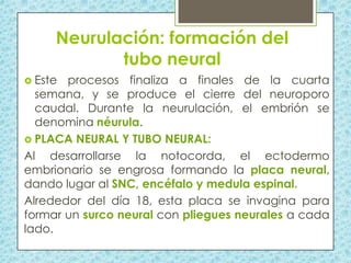 Neurulación: formación del
tubo neural
 Este

procesos finaliza a finales de la cuarta
semana, y se produce el cierre del neuroporo
caudal. Durante la neurulación, el embrión se
denomina néurula.
 PLACA NEURAL Y TUBO NEURAL:
Al desarrollarse la notocorda, el ectodermo
embrionario se engrosa formando la placa neural,
dando lugar al SNC, encéfalo y medula espinal.
Alrededor del día 18, esta placa se invagina para
formar un surco neural con pliegues neurales a cada
lado.

 