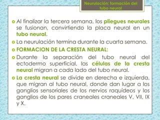  Al

finalizar la tercera semana, los pliegues neurales
se fusionan, convirtiendo la placa neural en un
tubo neural.
 La neurulación termina durante la cuarta semana.
 FORMACION DE LA CRESTA NEURAL:
 Durante la separación del tubo neural del
ectodermo superficial, las células de la cresta
neural migran a cada lado del tubo neural.
 La cresta neural se divide en derecha e izquierda,
que migran al tubo neural, donde dan lugar a los
ganglios sensoriales de los nervios raquídeos y los
ganglios de los pares craneales craneales V, VII, IX
y X.

 