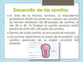Desarrollo de las somitas
 Al

final de la tercera semana, el mesodermo
paraxial se divide en pares de cuerpos, los somitas.
Se forman alrededor de 38 parejas de somitas, el
día 20 a 30. Al finalizar la quinta semana están
presentes entre 42 y 44 pares de somitas.
 Dentro de cada somita, se encuentra el miocele.
 Los somitas determinan la edad de el embrión. Los
somitas aparecen en la región occipital del
embrión

 