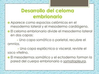 Desarrollo del celoma
embrionario
 Aparece

como espacios celómicos en el
mesodermo lateral y el mesodermo cardiógeno.
 El celoma embrionario divide el mesodermo lateral
en dos capas:
- Una capa somática o parietal, recubre el
amnios.
- Una capa esplácnica o visceral, reviste el
saco vitelino.
 El mesodermos somático y el ectodermo forman la
pared del cuerpo embrionario o somatopleura.

 