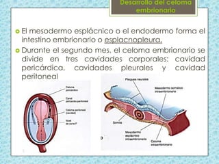  El

mesodermo esplácnico o el endodermo forma el
intestino embrionario o esplacnopleura.
 Durante el segundo mes, el celoma embrionario se
divide en tres cavidades corporales: cavidad
pericárdica, cavidades pleurales y cavidad
peritoneal

 
