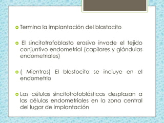  Termina



la implantación del blastocito

El sincitotrofoblasto erosivo invade el tejido
conjuntivo endometrial (capilares y glándulas
endometriales)

(

Mientras) El blastocito se incluye en el
endometrio

 Las

células sincitotrofoblásticas desplazan a
las células endometriales en la zona central
del lugar de implantación

 