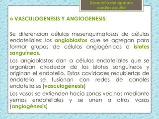  VASCULOGENESIS

Y ANGIOGENESIS:

Se diferencian células mesenquimatosas de células
endoteliales: los angioblastos que se agregan para
formar grupos de células angiogénicas o islotes
sanguíneos.
Los angioblastos dan a células endoteliales que se
organizan alrededor de los islotes sanguíneos y
originan el endotelio. Estas cavidades recubiertas de
endotelio se fusionan con redes de canales
endoteliales (vasculogénesis)
Los vasos se extienden hacia zonas vecinas mediante
yemas endoteliales y se unen a otros vasos
(angiogénesis)

 