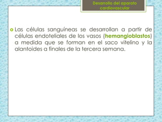  Las

células sanguíneas se desarrollan a partir de
células endoteliales de los vasos (hemangioblastos)
a medida que se forman en el saco vitelino y la
alantoides a finales de la tercera semana.

 