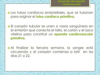  Los

tubos cardíacos endoteliales, que se fusionan
para originar el tubo cardíaco primitivo.

 El

corazón tubular se unen a vasos sanguíneos en
el embrión que conecta el tallo, el corión y el saco
vitelino para constituir un aparato cardiovascular
primitiva.

 Al

finalizar la tercera semana, la sangre está
circulando y el corazón comienza a latir en los
días 21 o 22.

 