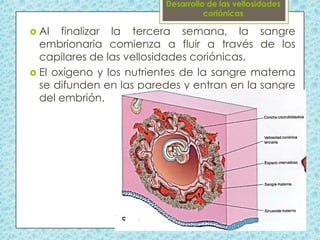  Al

finalizar la tercera semana, la sangre
embrionaria comienza a fluir a través de los
capilares de las vellosidades coriónicas.
 El oxígeno y los nutrientes de la sangre materna
se difunden en las paredes y entran en la sangre
del embrión.

 