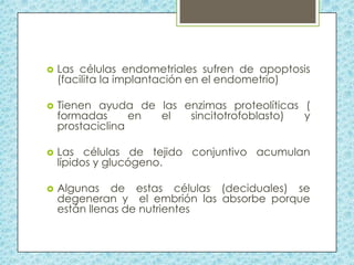 

Las células endometriales sufren de apoptosis
(facilita la implantación en el endometrio)



Tienen ayuda de las enzimas proteolíticas (
formadas
en
el
sincitotrofoblasto)
y
prostaciclina



Las células de tejido conjuntivo acumulan
lípidos y glucógeno.



Algunas de estas células (deciduales) se
degeneran y el embrión las absorbe porque
están llenas de nutrientes

 